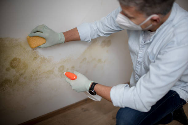 Best Attic Mold Removal  in Fobes Hill, WA