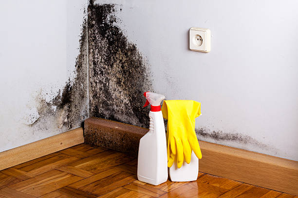 Best Water Damage Restoration  in Fobes Hill, WA